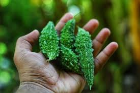Image result for Momordica mossambica