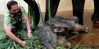 Jun 30, 2021 · dari dokumen yang diperoleh tempo, usul luhut: Mengintip Kerja Para Mak Comblang Hewan Buas Di Taman Safari Merdeka Com
