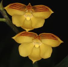 Image result for Polystachya troupiniana