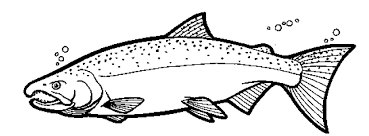 Coho Salmon Colouring Pages Salmon Drawing Colouring Pages Fish Drawings