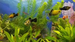Beberapa ikan hias di dalam aquarium mempercantik dan memperindah aquarium yang sederhana Ikan Hias Kecil Kecil Dalam Akuarium Mini Youtube