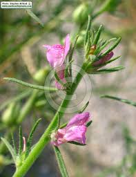 Image result for Misopates