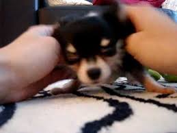 How to protect your dog from overheating. Long Haired Tri Coloured Chihuahua Applehead Youtube