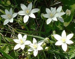 Star Of Bethlehem Common Julie Has In Her Garden And Grows Wild Around Here Star Of Bethlehem Bloom Where You Are Planted Flowers
