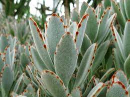 How To Grow And Care For A Panda Plant Kalanchoe Tomentosa World Of Succulents Red Succulents Plants Plant Care Houseplant