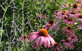 Kentucky bluegrass is by far the most popular species used in home lawns in northern indiana, due to high quality appearance, hardiness, and recovery ability. Native Perennials For Midwestern Gardens Spotts Garden Service