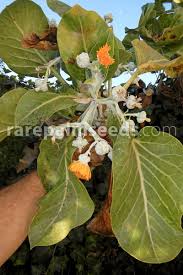 Image result for Solanecio mannii