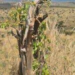 Image result for Schizostephanus alatus