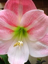 Pin On Flowers Arrangements