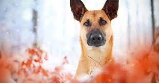 malinois x podenco belgian malinois dog malinois dog dog breeds