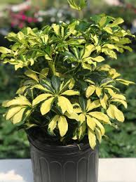 Image result for Schefflera