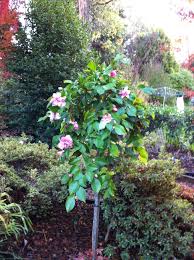 Beautiful Standard Weeping Camellia Plants Garden Beautiful