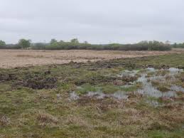 After 10 years of intensive peat cutting and draining, the restoration of the raised bog and surrounding agricultural areas started in the 1990th. Eu Naturschutzmittel Fur Amphibien Im Frosleer Moor Der Nordschleswiger