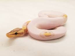 Super High White Smiley Banana Pied Male Ball Python Python Corn Snake