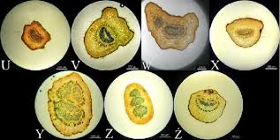 Image result for Bivinia jalbertii