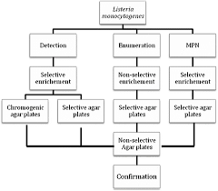 Outsourcing activities under 'closing gaps for performing a risk assessment on l. Traditional Methods For Isolation Of Listeria Monocytogenes Springerlink