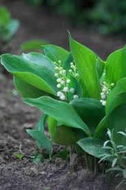 Jan 31, 2020 · the best time to plant lily of the valley varies depending on what form you buy. How To Grow Lily Of The Valley