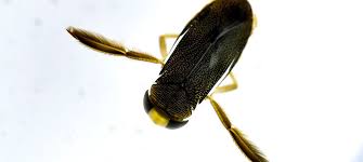 Image result for Hydrothauma manicatum