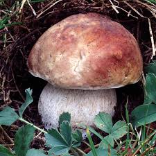 Image result for Boletus sp.