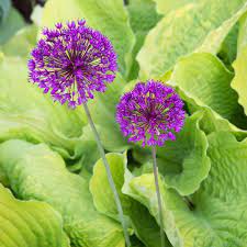 Creating A Secret Garden Secret Garden Dry Garden Outdoor Flowers
