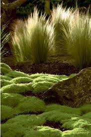 Feenhaft Filigran Sternmoos Sagina Subulata Madchenhaargras Stipa Tenuissima Garten Pflanzen Garten Garten Landschaftsbau