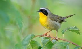 Birds That Start With I 10 Amazing Animals That Start With The Letter Y Animals Animals Beautiful Animals Of The World
