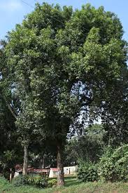 Image result for Syzygium owariense