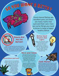 Betta Fish Are Not Low Maintenance Pets They Deserve To Be Cared For Properly Betta Fish Tank Betta Betta Fish Care