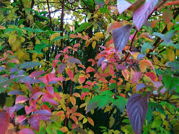 Image result for Cornus