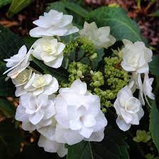 First up, check out this gorgeous cascading hydrangea hair accessory via gardens of whimsy. Wedding Gown Hydrangeas Double The Flower Power Ministry Of The Fence