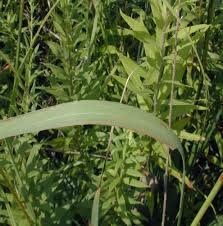 Image result for Sorghastrum nudipes