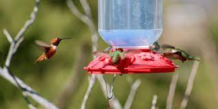 Fill ice cube trays with homemade hummingbird nectar and put them in the freezer. What Time Of Year Should You Put Out Your Hummingbird Feeders Birdwatching Buzz