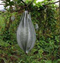 Image result for Telfairia occidentalis