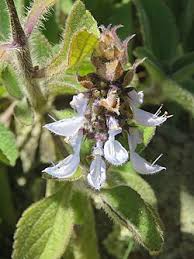 Image result for Coleus barbatus