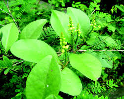 Image result for Basella