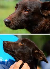 The australian kelpie is very intelligent and easily trained. Australian Kelpie Jozo Scuro Di Casa Hesselink Home Facebook
