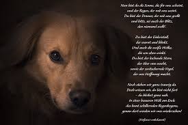 Nun Bist Du Die Sonne Die Fur Uns Scheint Trauergedicht Anubis Tierbestattung Hund Zitat Regenbogenbrucken Hund Trauerspruch Hund