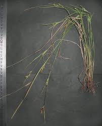 Image result for Scleria mikawana