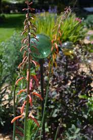 Image result for Kniphofia thomsonii