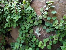 Image result for Plectranthus verticillatus
