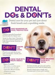 Dental Exams For Pets Animal Hospital Aurora Colorado