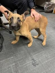 This juvenile male dog was...