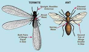 Make sure foods are kept stored in closed containers. 10 Ways To Get Rid Of Flying Ants In House Flying Ants In House Ants In House Flying Ants
