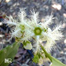 Image result for Lophostemon confertus