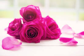 Rose flower bouquet images download. Free Stock Photo Of Rose Flower Bouquet Download Free Images And Free Illustrations