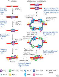 Eukaryotic Dna Polymerases A Growing Family Trends In Biochemical Sciences