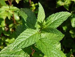 Learn how to plant, grow, and harvest mint with this growing guide from the old farmer's almanac. How To Grow Mint For One Of A Kind Herbal Teas It S Easy