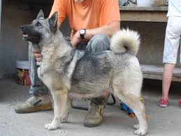Image result for norský losí pes šedý