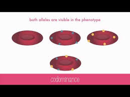 In addition to the offspring phenotype, codominance also includes in producing the gene products, such as, different proteins from cellular processing of transcription, metabolites associated with the enzyme activity of the allele specific. Codominance Overview Examples Expii