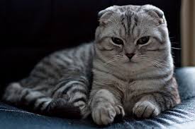 Image result for scottish fold